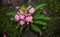 The Pink-Lipped Habenaria (Pink Snap Dragon Flower) found in tro