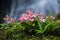 The Pink-Lipped Habenaria (Pink Snap Dragon Flower) found in tro