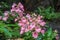 The Pink-Lipped Habenaria (Pink Snap Dragon Flower) found in tro