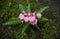 The Pink-Lipped Habenaria (Pink Snap Dragon Flower) found in tro