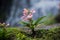 The Pink-Lipped Habenaria (Pink Snap Dragon Flower) found in tro