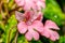 The Pink-Lipped Rhodocheila Habenaria (Pink Snap Dragon Flower)