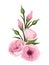 Pink lisianthus flowers. Vector illustration.