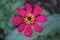 pink litle flower