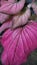 pink lompong flowers with brown stripes are ornamental plants, apart from being beautiful, they also have many shapes and motifs