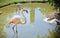 Pink long legs flamingo birds in a pond.