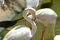 Pink long legs flamingo birds in a pond