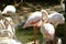 Pink long legs flamingo birds in a pond