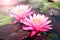 Pink lotus, Beautiful waterlily with sunlight