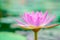 Pink lotus in a beautifully blooming pond in the morning