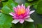 Pink Lotus Blooming