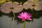 Pink lotus blooming beauty nature in water garden park Thailand