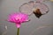 Pink lotus blooming beauty nature in water garden park Thailand