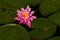 Pink lotus blossom in dirty and polluted natural pond