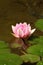 Pink lotus blossoms or waterlily flowers blooming on pond