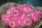 Pink lotus bouquet flower with water drop at flower market.