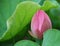 Pink lotus bud