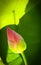 Pink lotus bud, closeup, green lotus leave backdrop, light from behind.