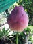 Pink Lotus Bud in the Garden, Vertical