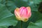 A pink Lotus Bud Nelumbo blooms in the water. Pink lotuses are delicate and beautiful flowers, a sacred plant