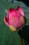 Pink Lotus bud, Nymphaeaceae in natural wetland
