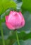 Pink Lotus bud in the rain