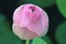 Pink lotus buds,very eautiful flowers