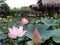 Pink lotus closeup. Farmer cottage lotus pond