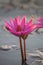 Pink lotus and dragonfly