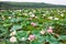 Pink Lotus East. Lake full of blooming pink Oriental Lotus.