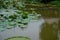 A pink lotus field in a big garden