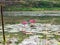 Pink lotus field In the lake In the midst of nature Green as background Abundance