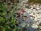 Pink lotus field In the lake In the midst of nature Green as background Abundance