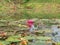 Pink lotus field In the lake In the midst of nature Green as background Abundance