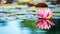 Pink lotus floats on water, its petals open wide, reflecting perfectly in the calm surface amidst floating green lily pads