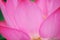 A pink Lotus flower