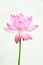 Pink Lotus flower