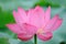 Pink Lotus flower