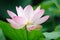 Pink Lotus flower