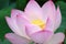 Pink Lotus flower