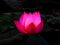 Pink lotus flower.