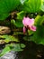 Pink lotus flower: beautiful delicate petals in green leaves, a bud half-bloomed, fade. Water lily growing in the dark green water