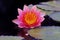 Pink Lotus Flower in Black Tinted Water