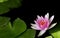 Pink lotus flower blooming with green leaves in the pool