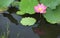 A pink lotus flower blooming among lush leaves