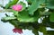 A pink lotus flower blooming among lush leaves in a pond