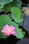 A pink lotus flower blooming among lush leaves in a pond with reflections on the smooth water