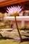 A pink lotus flower is blooming and outstanding in lotus pond, close-up vertical side view