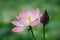 Pink Lotus flower with bud