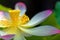Pink lotus flower in closeup